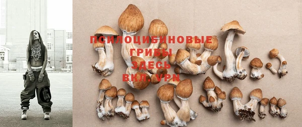 прущие грибы Карпинск